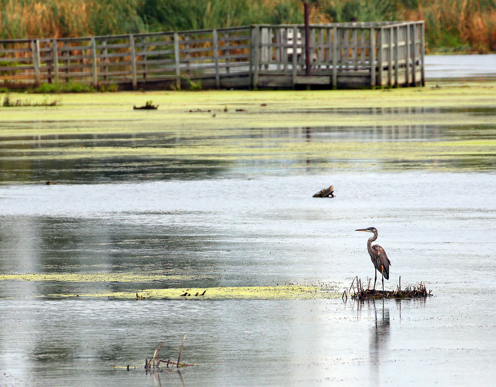 Wildlife in the La Crosse River marsh